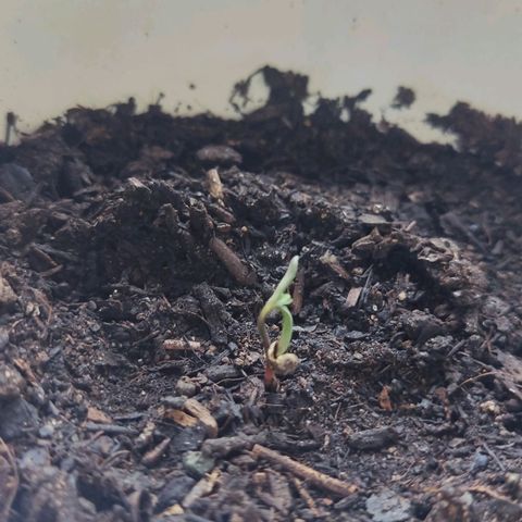 Marimaracho growlog timeline photo