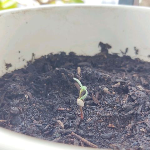 Marimaracho growlog timeline photo