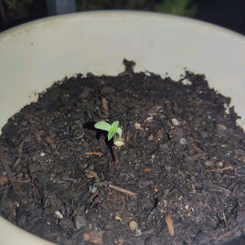 Marimaracho growlog timeline photo