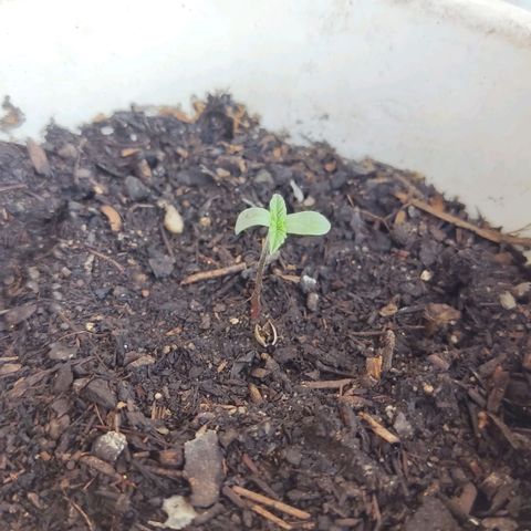 Marimaracho growlog timeline photo