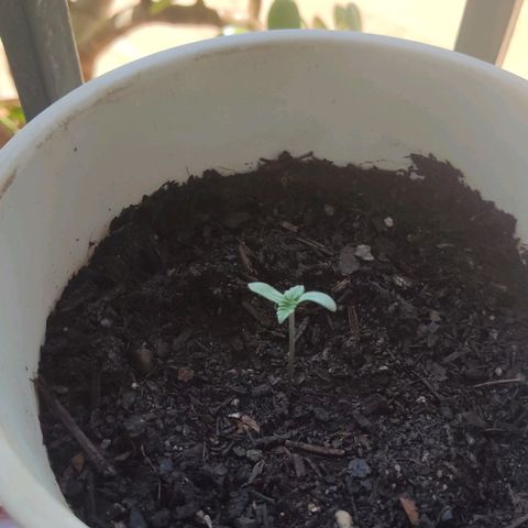 Marimaracho growlog timeline photo