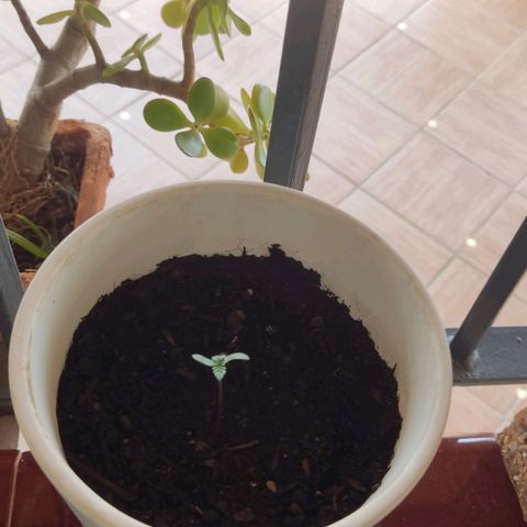 Marimaracho growlog timeline photo