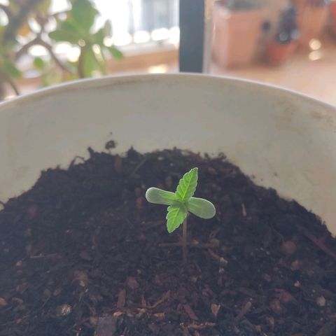 Marimaracho growlog timeline photo