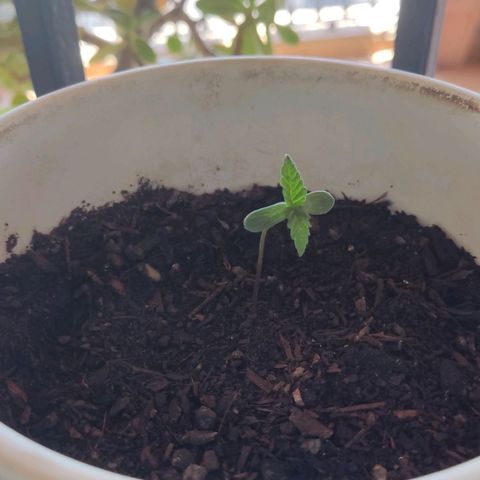 Marimaracho growlog timeline photo
