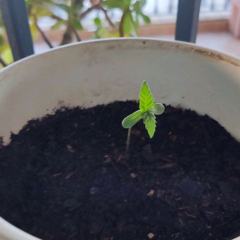 Marimaracho growlog timeline photo