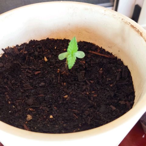 Marimaracho growlog timeline photo