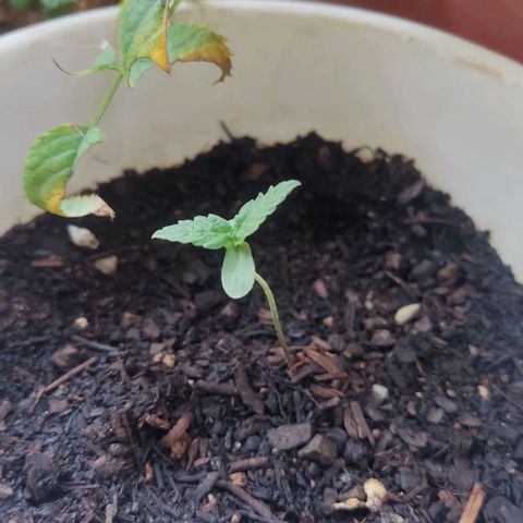 Marimaracho growlog timeline photo