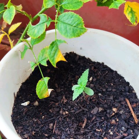 Marimaracho growlog timeline photo