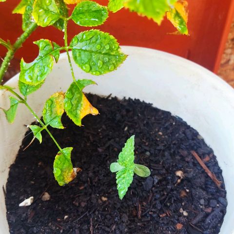 Marimaracho growlog timeline photo