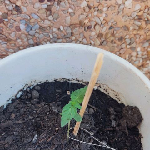 Marimaracho growlog timeline photo