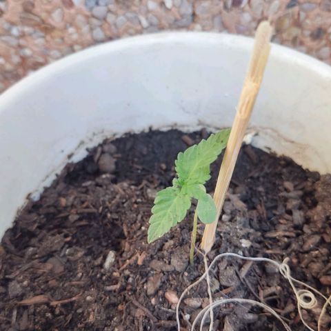 Marimaracho growlog timeline photo