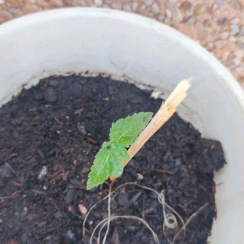 Marimaracho growlog timeline photo