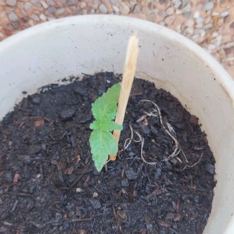 Marimaracho growlog timeline photo