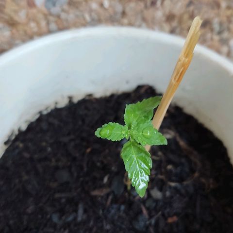 Marimaracho growlog timeline photo