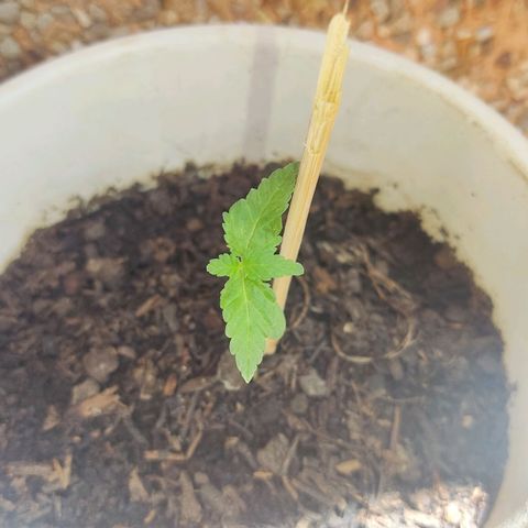 Marimaracho growlog timeline photo