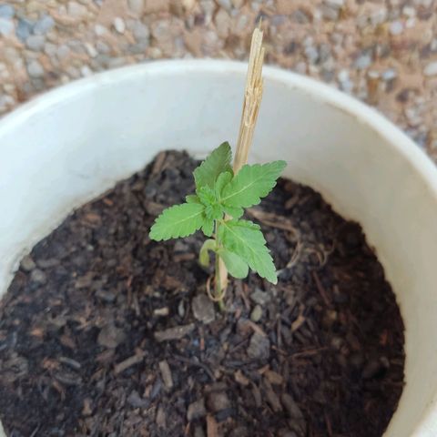 Marimaracho growlog timeline photo