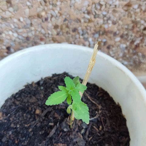 Marimaracho growlog timeline photo