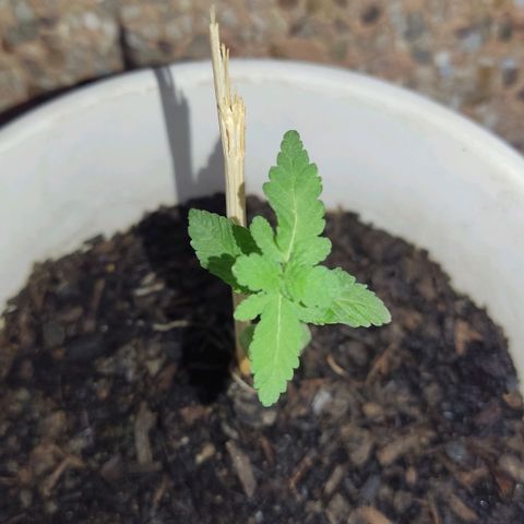 Marimaracho growlog timeline photo