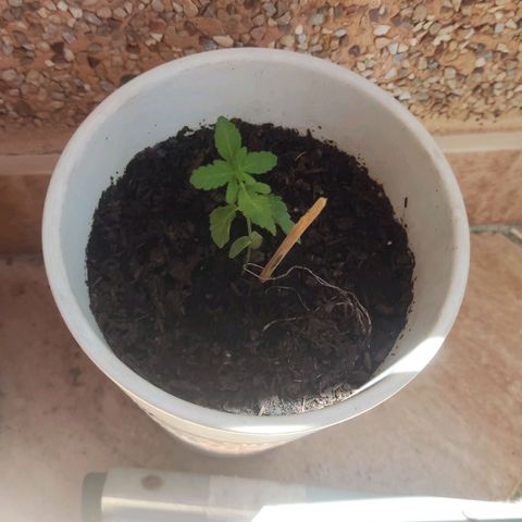 Marimaracho growlog timeline photo