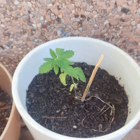 Marimaracho growlog timeline photo