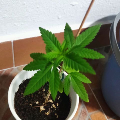 Marimaracho growlog timeline photo