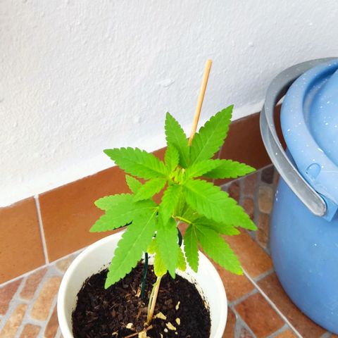 Marimaracho growlog timeline photo