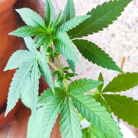 Marimaracho growlog photo: Ya empieza a crearse el fruto