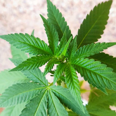 Marimaracho growlog timeline photo