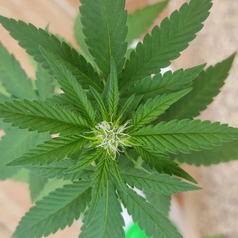 Marimaracho growlog timeline photo