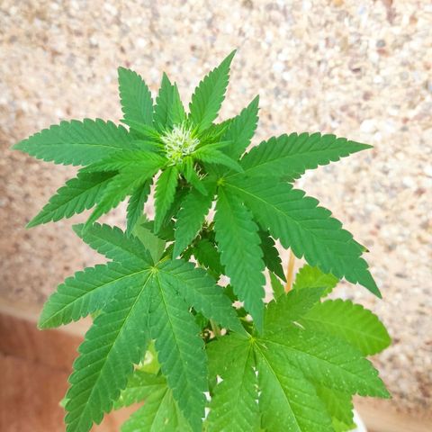 Marimaracho growlog timeline photo