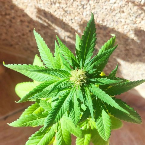 Marimaracho growlog timeline photo
