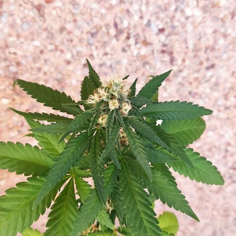 Marimaracho growlog timeline photo