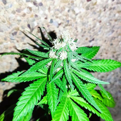 Marimaracho growlog timeline photo