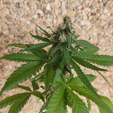 Marimaracho growlog timeline photo
