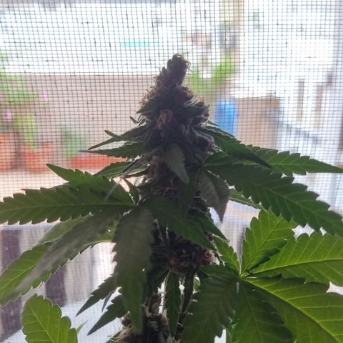 Marimaracho growlog timeline photo