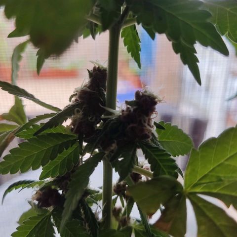 Marimaracho growlog timeline photo
