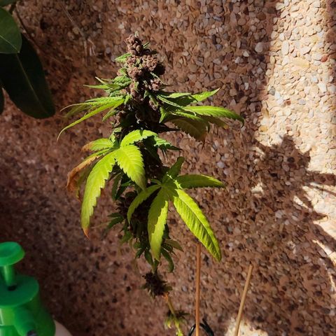 Marimaracho growlog timeline photo