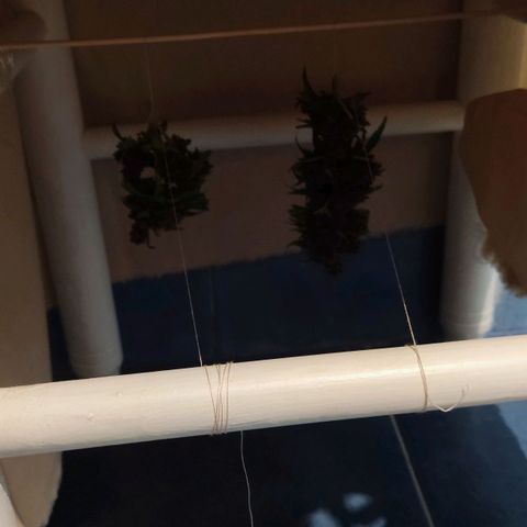 Marimaracho growlog timeline photo