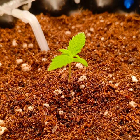 Неизвестный генетический growlog photo: Установил автополив
