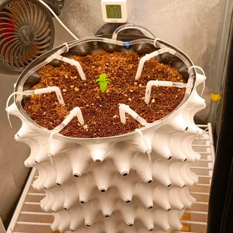 Неизвестный генетический growlog timeline photo