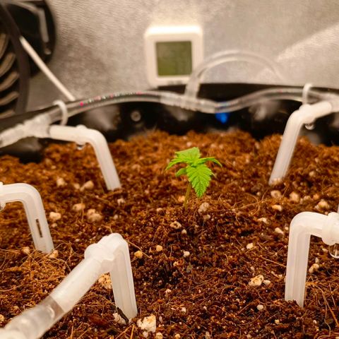 Неизвестный генетический growlog timeline photo