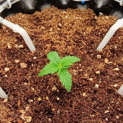 Неизвестный генетический growlog timeline photo