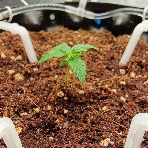 Неизвестный генетический growlog timeline photo