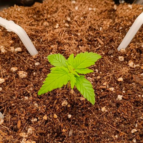 Неизвестный генетический growlog timeline photo