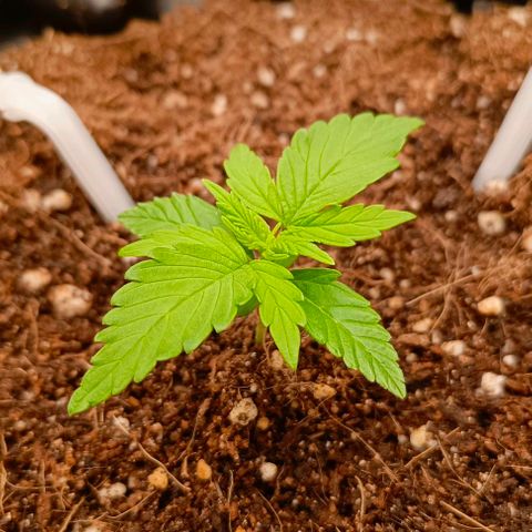 Неизвестный генетический growlog timeline photo