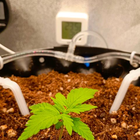 Неизвестный генетический growlog timeline photo