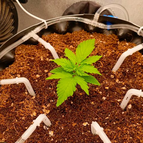 Неизвестный генетический growlog timeline photo