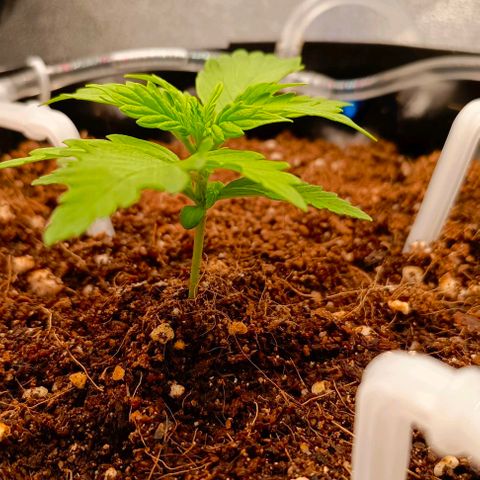 Неизвестный генетический growlog timeline photo