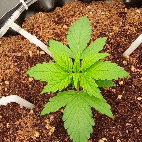 Неизвестный генетический growlog timeline photo