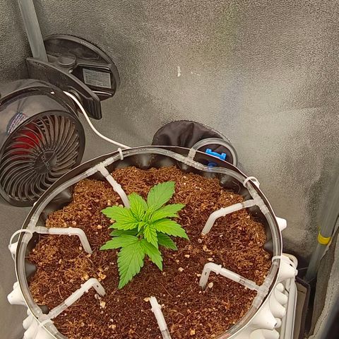 Неизвестный генетический growlog timeline photo